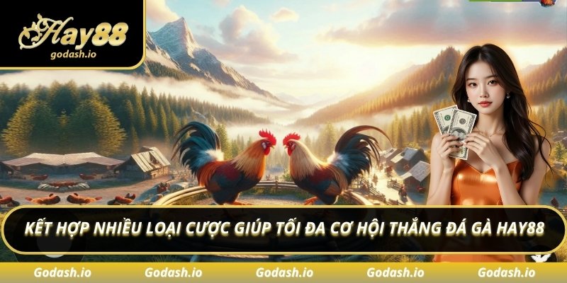 Kết hợp nhiều loại cược giúp tối đa cơ hội thắng đá gà Hay88